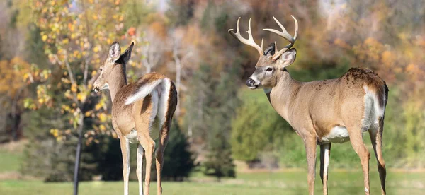 Çift geyik düşüş sırasında