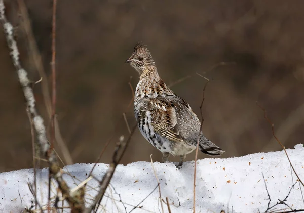 doğada kış aylarında keklik