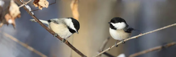 Kleiner Vogel Der Natur Herbst — Stockfoto