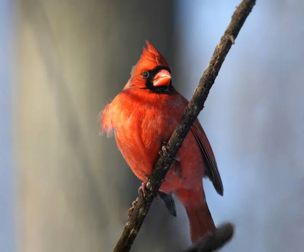 Cardinal Rouge Dans Nature — Photo