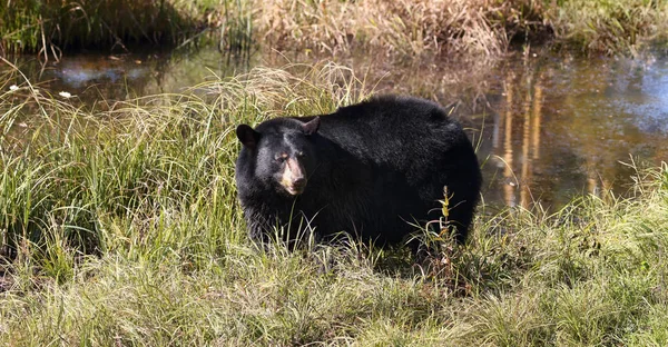 Fekete Medve Természetben Nyár Folyamán — Stock Fotó