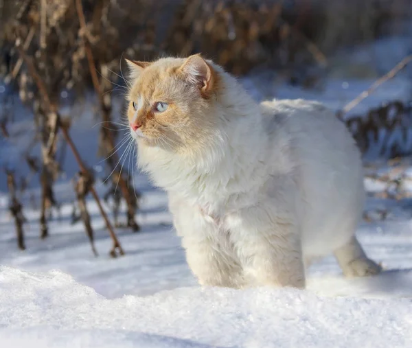 Gato Blanco Nieve Durante Invierno Imagen De Stock