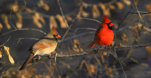 Pareja Cardenal Rojo Naturaleza Imagen De Stock