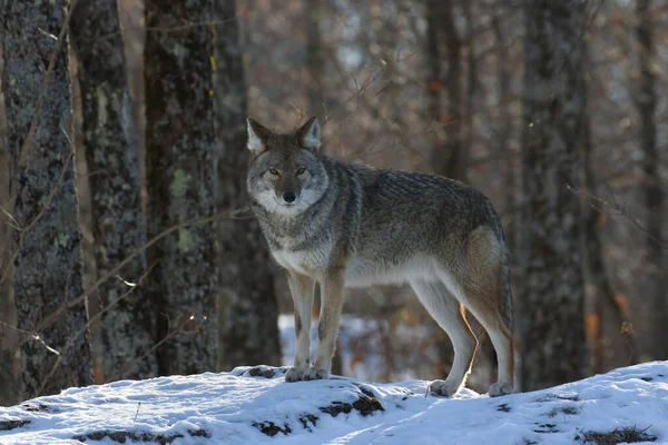 Coyote Het Bos Tijdens Winter — Stockfoto