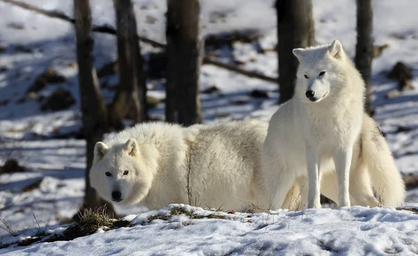 Arctische Wolven Natuur Winter — Stockfoto