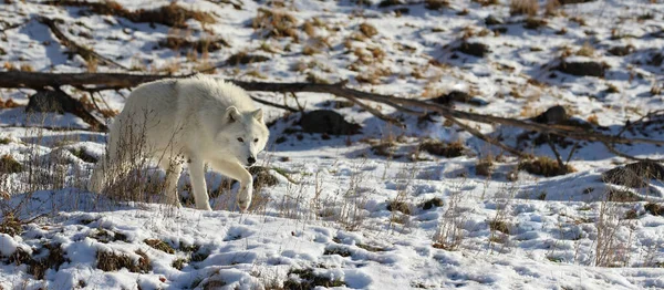 Arctic Wolf Hunting Nature Winter — Stock Photo, Image