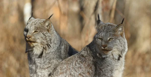 Lynx Dans Forêt Automne — Photo