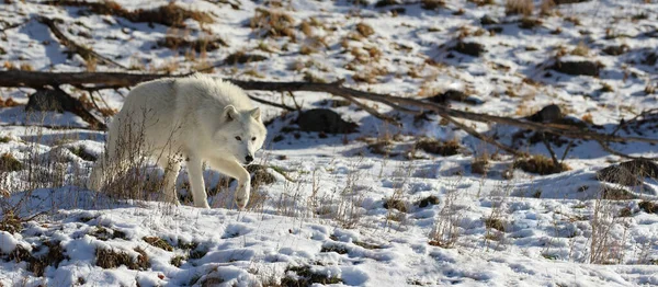 Lobo Ártico Cazando Naturaleza Durante Invierno Imagen De Stock