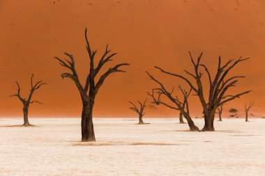 Namib Çölü Sossusvlei Tuz Gölü