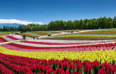 çiçek çiçeklenme Japonya'da alan 