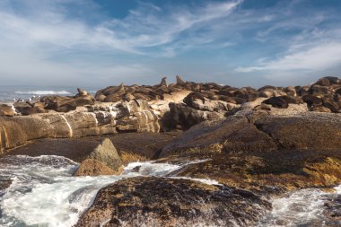 Güney Afrika kıyısında mühürler.  