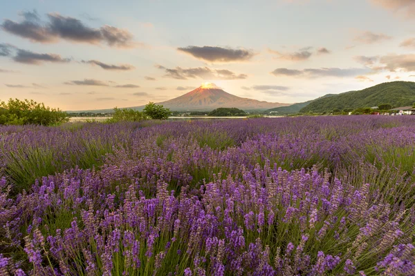 Fuji de montaña en japón — Foto de Stock