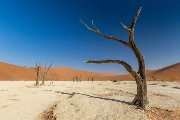 Deserto do Namib Sossusvlei lago salgado — Fotografia de Stock