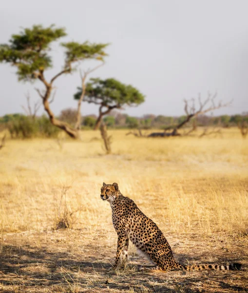 Wilde Afrikaanse cheetah in de natuur — Stockfoto