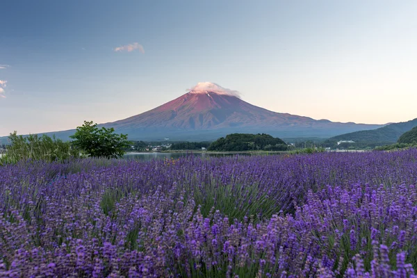 Fuji de montanha no japão — Fotografia de Stock