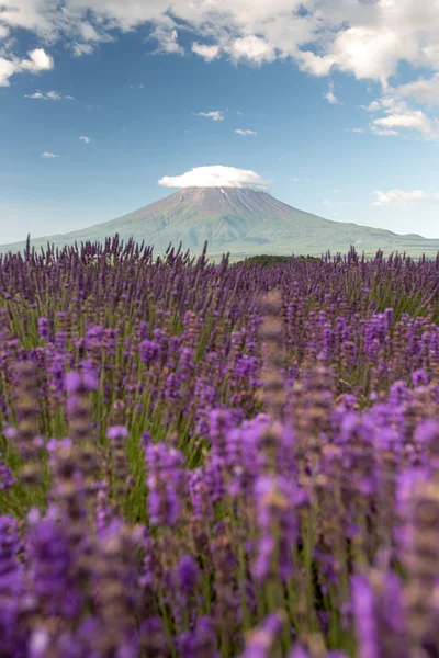 Fuji de montaña en japón — Foto de Stock