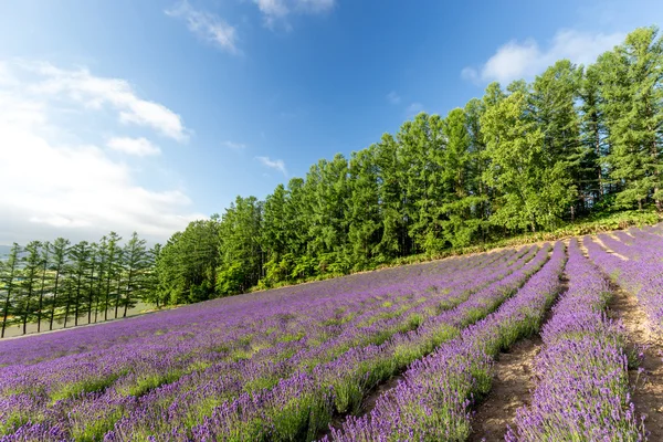 Flores de lavanda púrpura en el campo — Foto de Stock