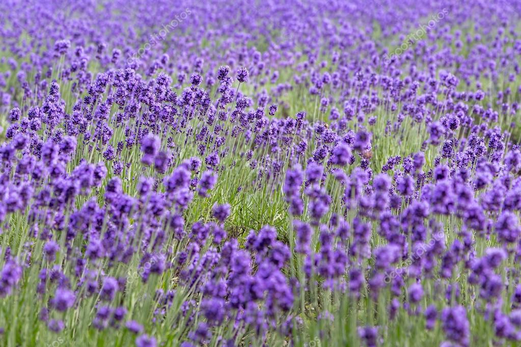 Purple lavender flowers in field — Stock Photo © kanuman #128313974