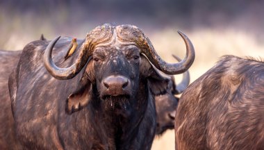 Cape buffalo in Africa clipart