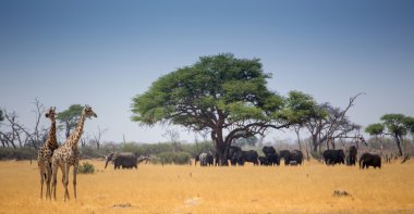 Zebra, zürafa ve fil Afrika