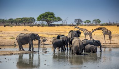 Zebra, zürafa ve fil Afrika