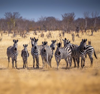Zebralar Afrika Savannah sürüsü