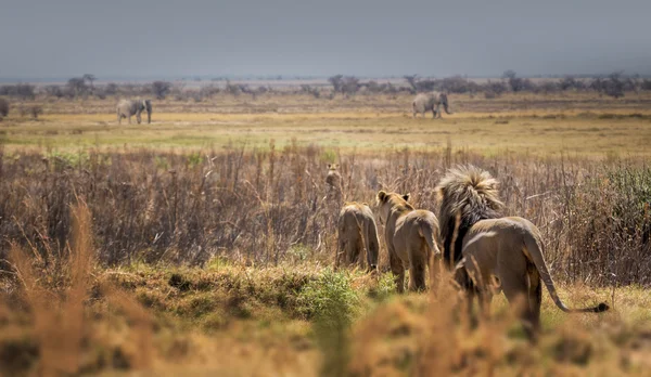 Grupo de leões na natureza selvagem — Fotografia de Stock