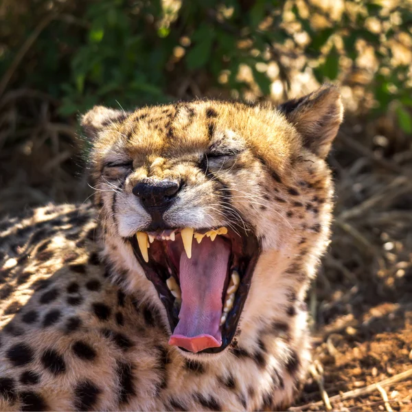 Gepard, jagender Leopard — Stockfoto
