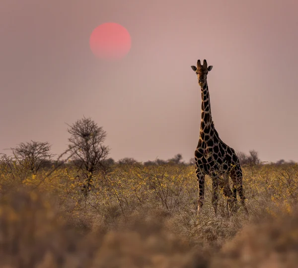 Giraffe in Afrikaanse savanne — Stockfoto