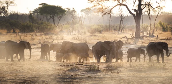 Elefantes em selvagem na África do Sul — Fotografia de Stock