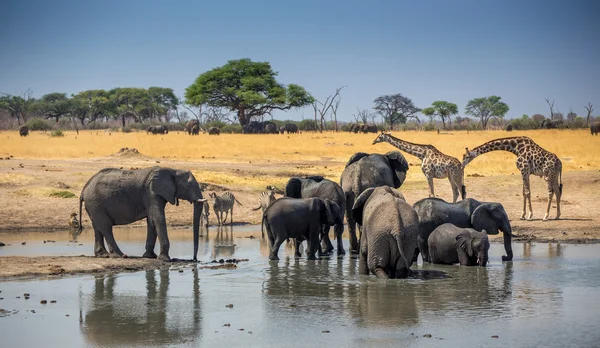 Zebry, żyrafy i słonie w Afryce — Zdjęcie stockowe