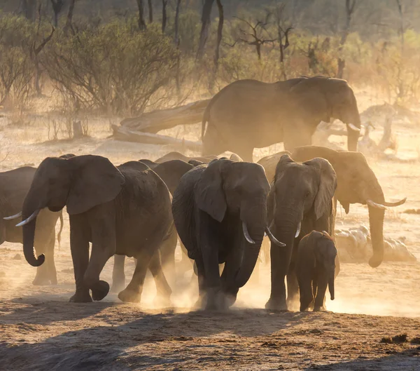 Elefantes em selvagem na África do Sul — Fotografia de Stock