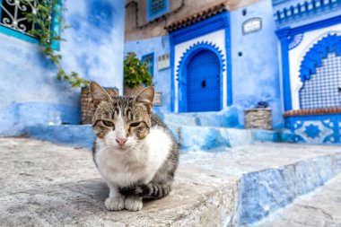 Fas Chefchaouen mavi şehir sevimli kedi