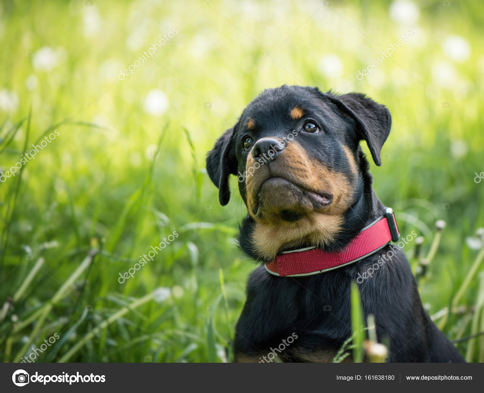 rottweiler puppy collar