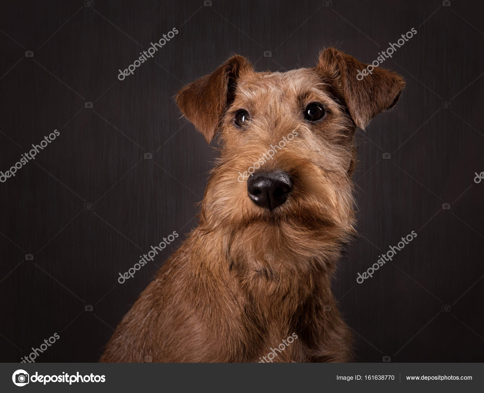 Irsk terrier-valp med mørk bakgrunn i fotostudioet – stockfoto ©  katerinchik #161638770, image size:1600x1300
