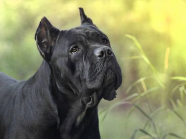İtalyan cane corso köpek çim niteliğine arka plan bulanıklık