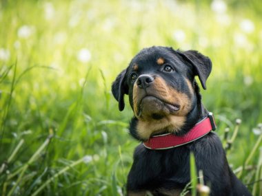 Çim yeşil kırmızı köpek tasması Rottweiler yavrusu doğa arka plan bulanıklık