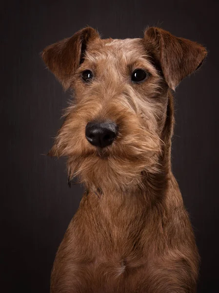 Filhote de cachorro terrier irlandês no fundo escuro no estúdio de fotos — Fotografia de Stock