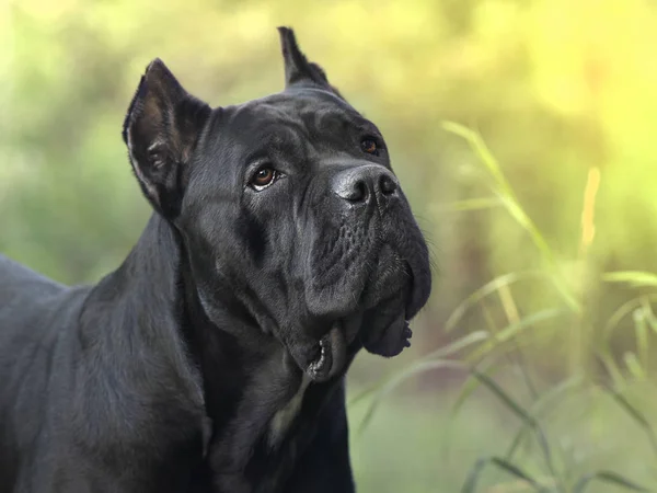 Caña italiana-corso perro en la hierba naturaleza borroso fondo Fotos de stock libres de derechos