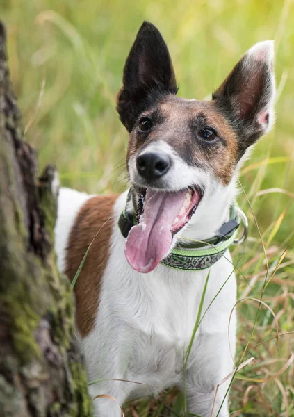 Smooth fox terrier en el fondo de la naturaleza hierba Imagen de archivo