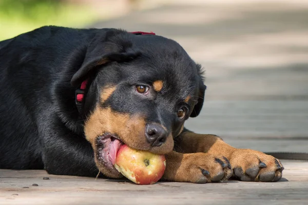 Rottweiler cachorro mentira en el puente de madera con la manzana roja en la boca Fotos de stock libres de derechos