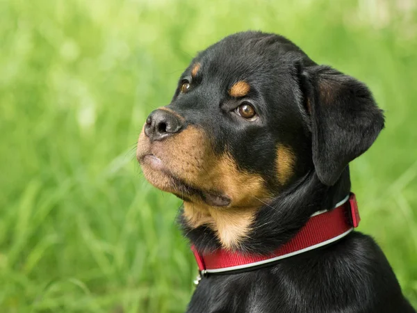 Cachorro Rottweiler en la hierba verde difuminación naturaleza fondo Imagen de archivo
