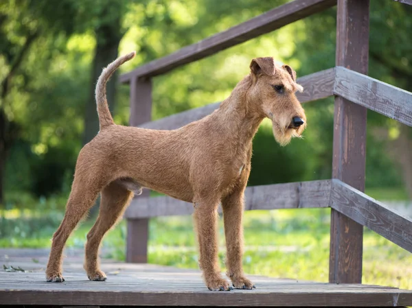 Irlandés terrier perro se queda en el puente de madera Fotos de stock