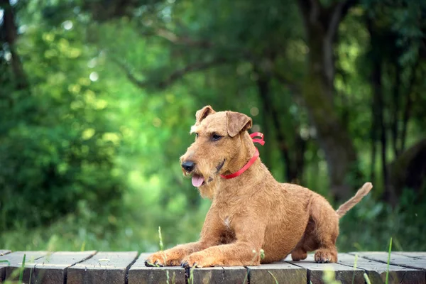 Irlandés terrier perro con la cinta roja en el cuello se encuentra en el puente de madera Imágenes de stock libres de derechos