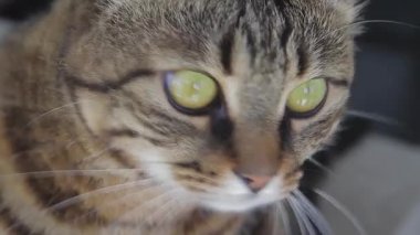 Yakından bir şeye bakan yeşil gözlü güzel bir kedi. Soylu gri kedi.