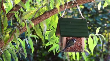Çok güzel bluetit kuş besleme