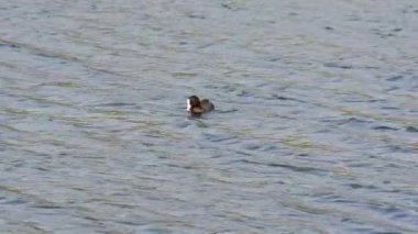 Euresian tavuk kuş besleme ve dalış