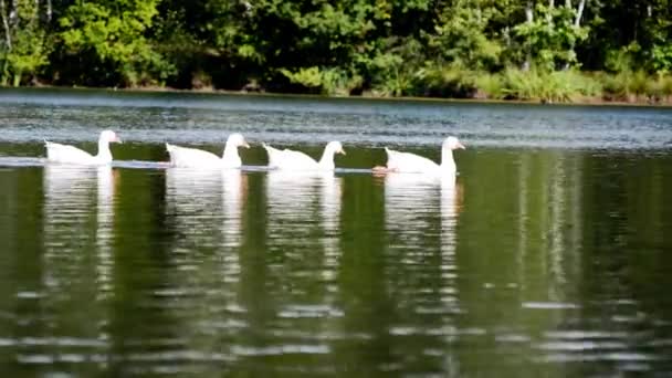 Группа белых лебедей, плавающих на озере — стоковое видео