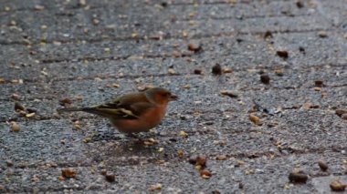 Tek ev serçe passer domesticus tohum açma
