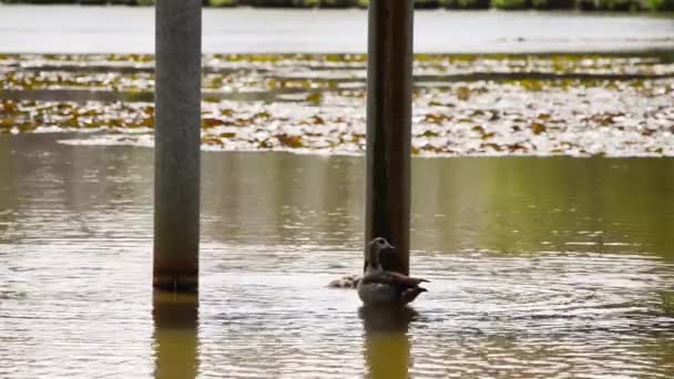 埃及尼罗河鹅 alopochen 蚧游泳 — 图库视频影像